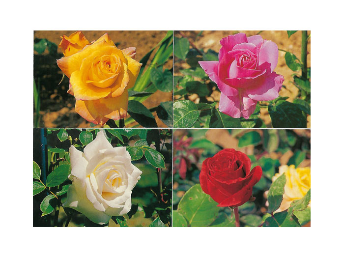 Vykort-71A-100st.jpg Vykort-71A-100st.jpg