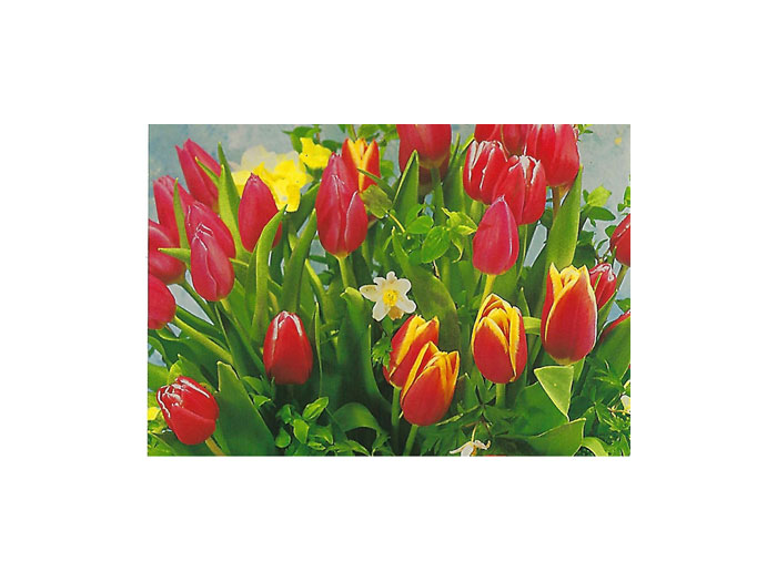 Vykort-72D.jpg Vykort-72D.jpg