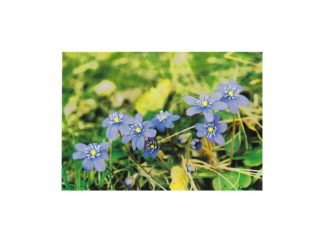 Vykort Blåsippa Foto