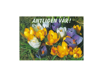 Vykort-Vår-Krokus.jpg
