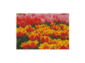 Vykort Tulpaner Orange