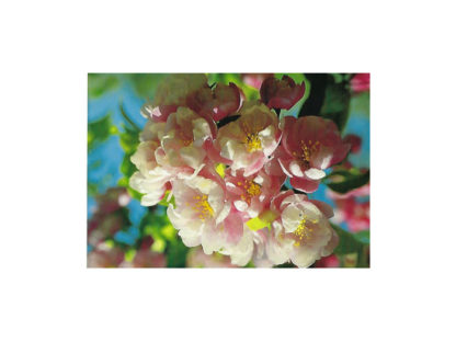 Vykort-Vår-Rosa-Körsbärsblo.jpg Vykort-Vår-Rosa-Körsbärsblo.jpg