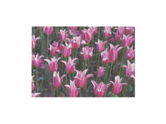 Vykort Tulpaner Rosa