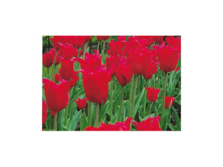 Vykort Tulpaner Röd