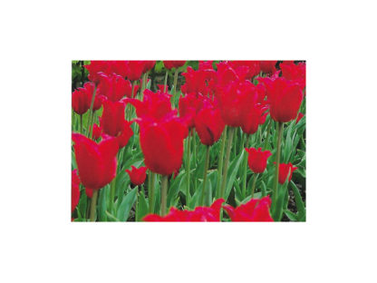 Vykort-Vår-Röd-Tulpan.jpg