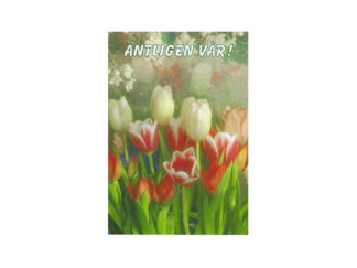 Vykort Äntligen Vår Tulpan