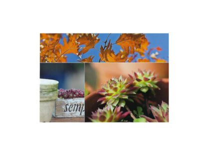 Höst-Vykort-Höstrutor-(6) Höst-Vykort-Höstrutor-(6)