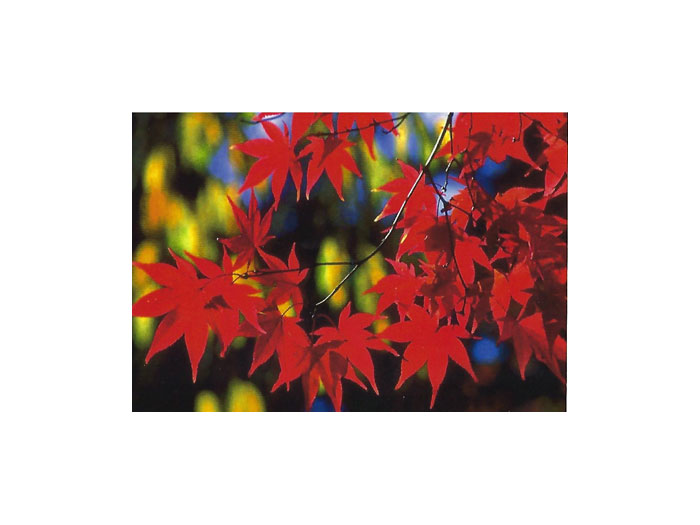 Höst-Vykort-Löv(7) Höst-Vykort-Löv(7)