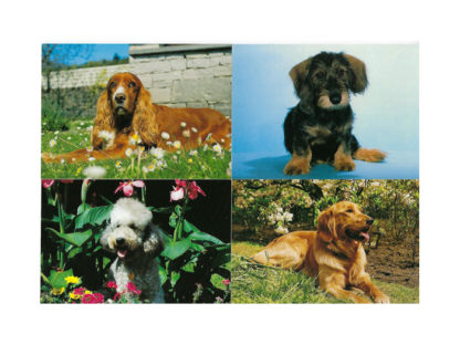 Vykort-nr-40-á100 Vykort-nr-40-á100