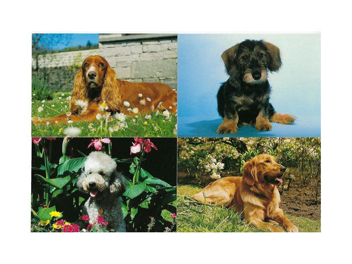 Vykort-nr-40-á100 Vykort-nr-40-á100