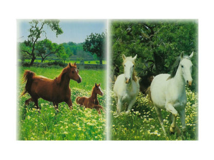 Vykort-nr-47-á50 Vykort-nr-47-á50