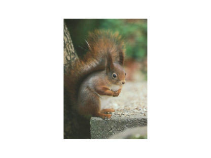 Vykort-nr-49B-á50 Vykort-nr-49B-á50