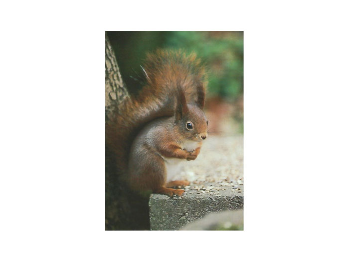 Vykort-nr-49B-á50 Vykort-nr-49B-á50