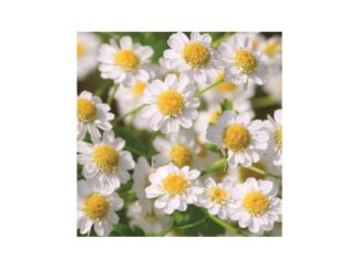 Servett Prästkrage Foto