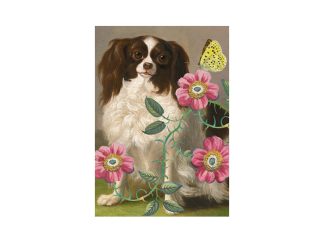 Dubbelt Kort M.T Whimsy RS315